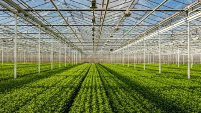 Nursery In Ranchi up horticulture