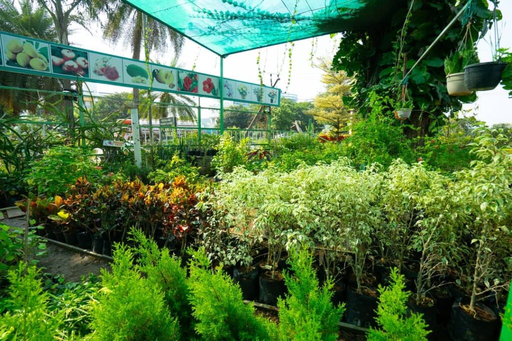 Nursery In Ranchi fnf09637