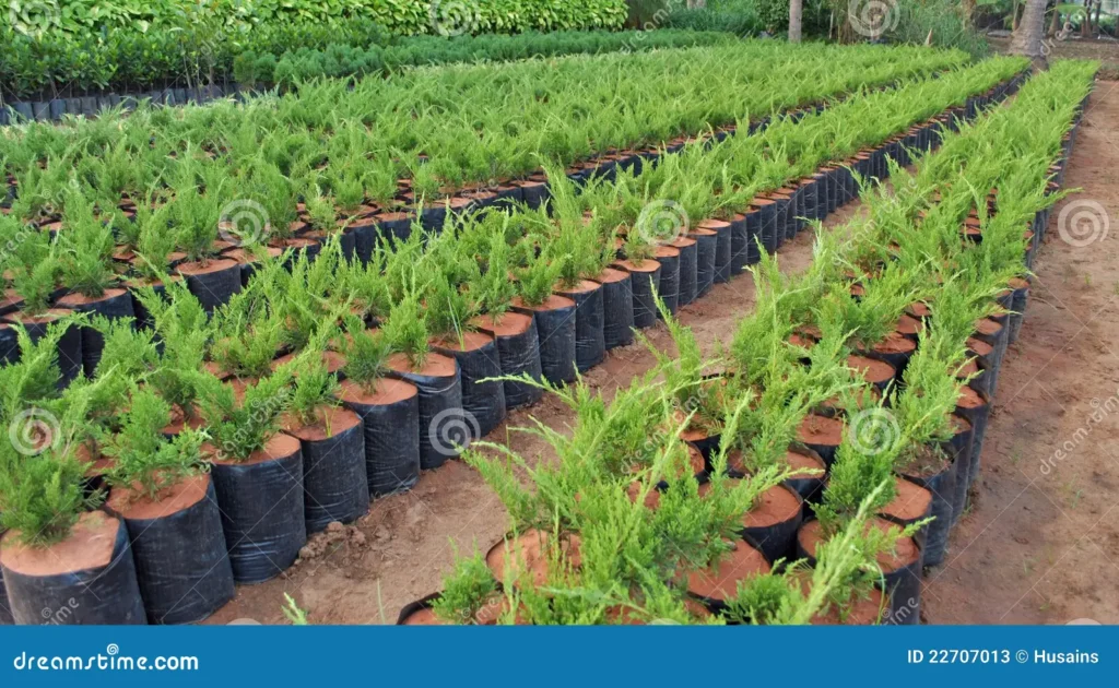 Nursery In Ranchi plant nursery 22707013